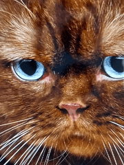 어느 한 단원의 일지