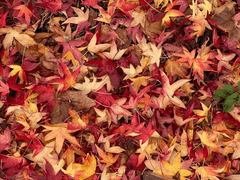 🍁 활주로를 달려 비상하는 단풍