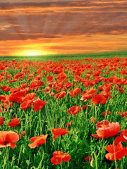 남자 주인공의 하녀가 되었습니다