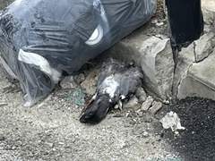 현실인가 꿈인가