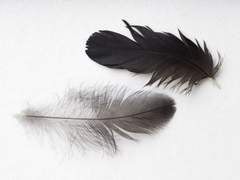 날개없는 새 <키타카부>