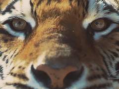 나만의 사랑스러운 호랑이. 00