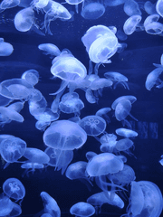 해파리가 꾼 꿈