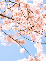 그 선배/그 후배