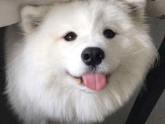 우리 집 강아지 산책을 싫어해