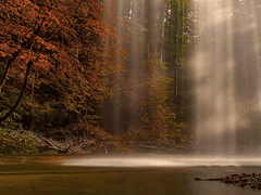 팔자에 짐승만 있어 1