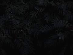 그 주박에서는 위스키 냄새가 난다