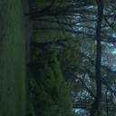 아무도 없는 숲에서 나무가 쓰러지면 소리가 날까?