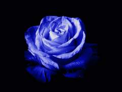 파란 실뭉치, 데굴데굴…