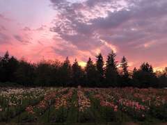 제 1장. 그러니 연(聯)이란 천명(天命)이다.