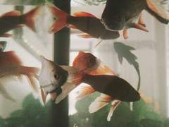 [국민] 청춘 종말 사건