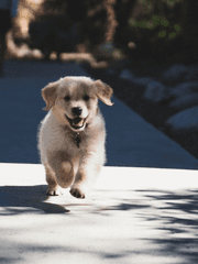 눈밭의 소녀 코이누