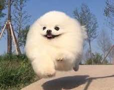 제 여친은 개새ㄲ…강아지입니다🐶ver. 테루시마 유우지