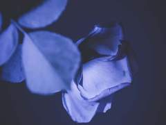 [카부하야] 토화증吐花症