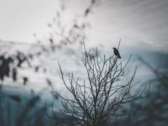 [나폴리탄] 도쿄도립 주술 전문고등학교 생활지침