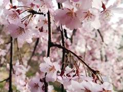 [시화노을] 맞짝사랑