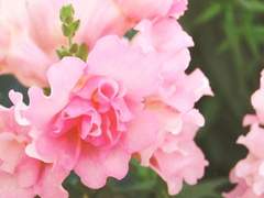 공주리 • 18 • xx • 트위니 로즈