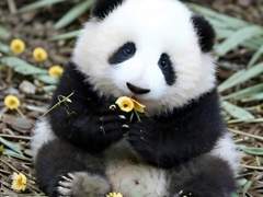 못말리는 아기판다 공주님+