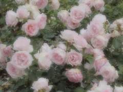 피부 하얘지는 법