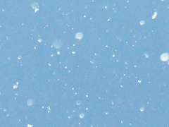 설원 백합의 회고回顧