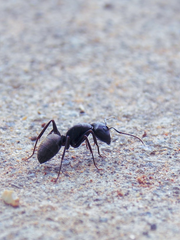 뚜뚜따따 임장 개미