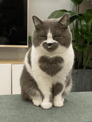 덕후는 죽지 않아요