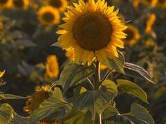 당신의 해바라기는,