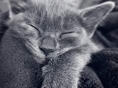 Bubblepaw (Bubblestorm)