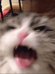 존나쎄 센티넬들 사이에서 살아남기