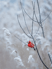 겨울의 끝자락에서