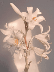 [ 텐조오로 ] 白蛇(백사)