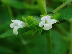 [💬] 主人公になって