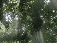 [주술회전 장편드림: 향기가 날아갈 즈음에]musk