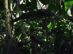 인사반파 그림 모음