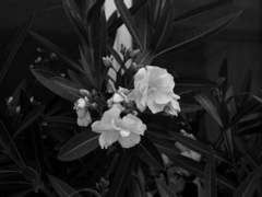 [동오명헌] 올리앤더 꽃잎을 입에 물고