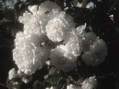 빛을 잃은 별의 진심