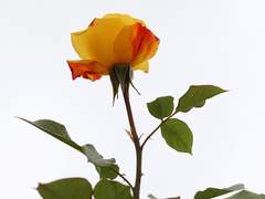 [놔갱] Love at first sight