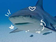 상어를 좋아하는 또 하나의 생명.