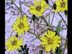 (스팬담ts) 소꿉친구였던 남편이 죽었다