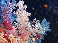 잠시 쉬어가는 바람에 흩날리는 해바라기가