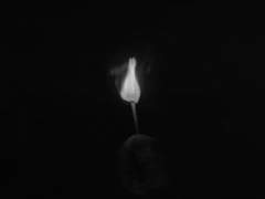 병아리 가이드 8화