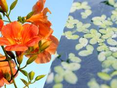 네 번째 조각 : 능소화와 부평초