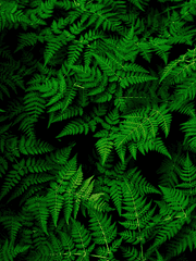 수인 고등학교 ver.시라토리자와