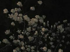 사랑이라는 걸 제가 감히 그대에게 느낍니다.