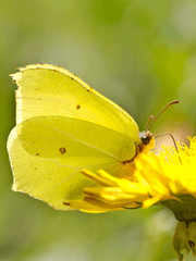 Mischief makes butterflies fly 