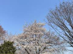 그저 당신들에게 맑아라