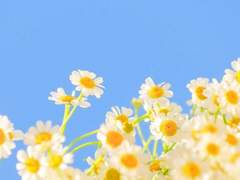 [ 아티스턴 M.파티미어 / 후플푸프 / 혼혈 ]