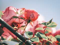 그러나 나는 여전히 망령이었다.