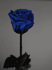 [이치카라] 봄날의 꽃