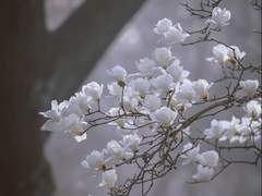 순백의 아가씨.